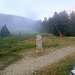Cliquez pour agrandir l'image de la Webcam ax.ski/20250703081505471.jpg