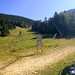 Cliquez pour agrandir l'image de la Webcam ax.ski/20250803171507290.jpg