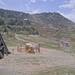 Cliquez pour agrandir l'image de la Webcam trio-pyrenees.com/20250519132405528.jpg