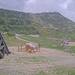 Cliquez pour agrandir l'image de la Webcam trio-pyrenees.com/20250606132404674.jpg