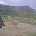 Cliquez pour agrandir l'image de la Webcam trio-pyrenees.com/20250611172400877.jpg