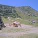 Cliquez pour agrandir l'image de la Webcam trio-pyrenees.com/20250708132152632.jpg